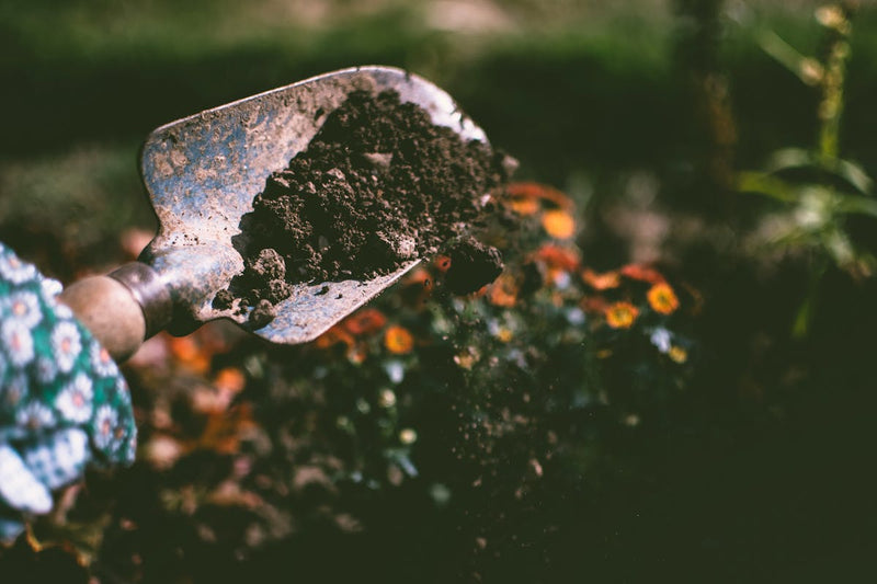 How to Choose Plants by Zone: A Complete Guide for U.S. Gardeners
