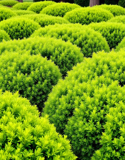 Shrubs