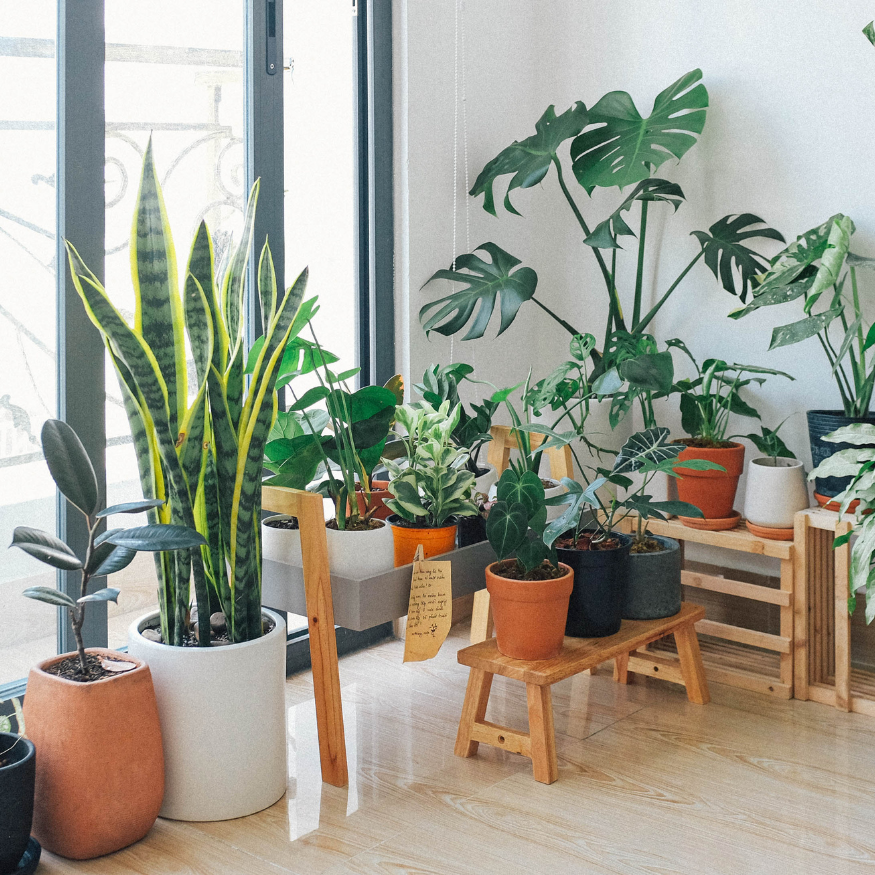 Houseplants