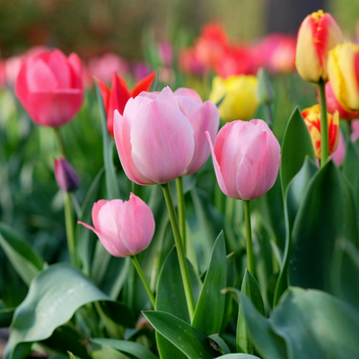 Flower Bulbs