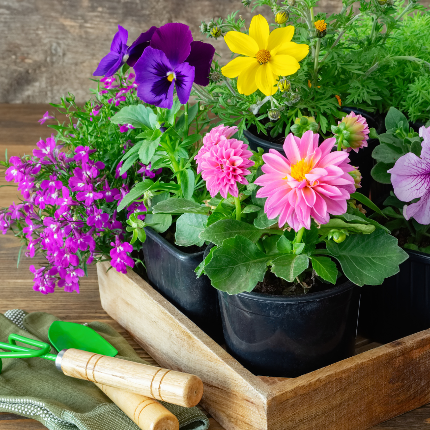 Flowers