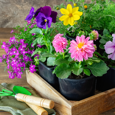 Flowers