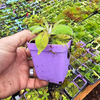 White Foxglove Plant 2-4 Inch Tall, 3 Inch Pot