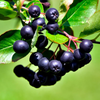 Huckleberry Plant Live for Planting, Sweet Black Huckleberry Bushes Live Plant Outdoor Planting, 4-7 Inch Tall, 3 Inch Pot