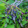 Huckleberry Plant Live for Planting, Sweet Black Huckleberry Bushes Live Plant Outdoor Planting, 4-7 Inch Tall, 3 Inch Pot