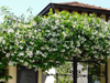 Confederate Star Jasmine Plant Fragrant White Jasmine 4-6 Inch Tall