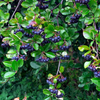 Huckleberry Plant Live for Planting, Sweet Black Huckleberry Bushes Live Plant Outdoor Planting, 4-7 Inch Tall, 3 Inch Pot