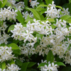 Confederate Star Jasmine Plant Fragrant White Jasmine 4-6 Inch Tall