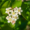 Huckleberry Plant Live for Planting, Sweet Black Huckleberry Bushes Live Plant Outdoor Planting, 4-7 Inch Tall, 3 Inch Pot