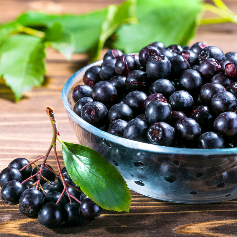 Huckleberry Plant Live for Planting, Sweet Black Huckleberry Bushes Live Plant Outdoor Planting, 4-7 Inch Tall, 3 Inch Pot