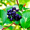 Huckleberry Plant Live for Planting, Sweet Black Huckleberry Bushes Live Plant Outdoor Planting, 4-7 Inch Tall, 3 Inch Pot