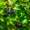 Huckleberry Plant Live for Planting, Sweet Black Huckleberry Bushes Live Plant Outdoor Planting, 4-7 Inch Tall, 3 Inch Pot