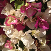 Coconut Ice Bougainvillea Plant, White Flowering Vine 4-6 Inch Tall