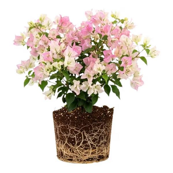 Coconut Ice Bougainvillea Plant, White Flowering Vine 4-6 Inch Tall