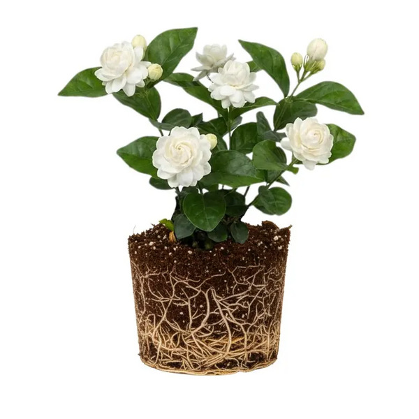 Duke Jasmine Live Plant, White Flower Blooms 4-6 Inch Tall