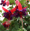 Fuchsia Maori Maid Live Plant, 4–7 Inch Tall
