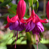 Fuchsia Maori Maid Live Plant, 4–7 Inch Tall