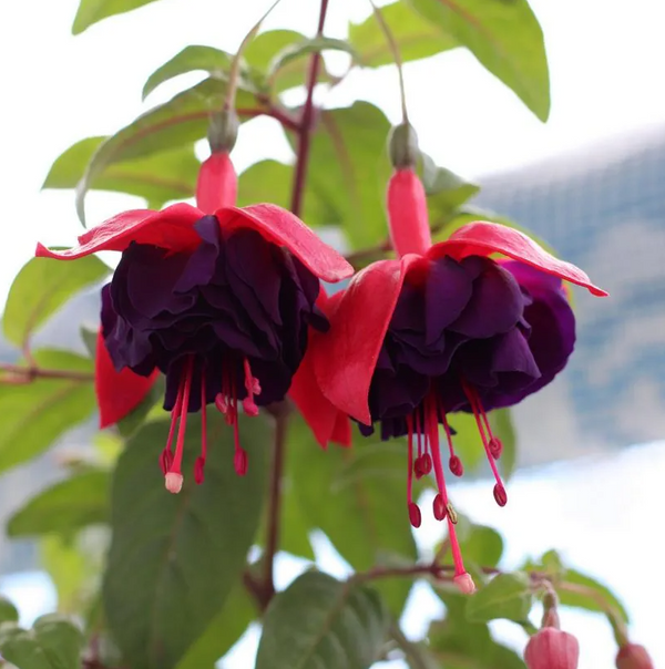 Fuchsia Maori Maid Live Plant, 4–7 Inch Tall