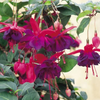 Fuchsia Maori Maid Live Plant, 4–7 Inch Tall