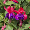 Fuchsia Maori Maid Live Plant, 4–7 Inch Tall