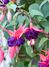 Fuchsia Maori Maid Live Plant, 4–7 Inch Tall