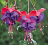 Fuchsia Maori Maid Live Plant, 4–7 Inch Tall