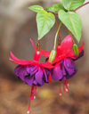 Fuchsia Maori Maid Live Plant, 4–7 Inch Tall