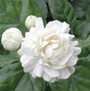 Duke Jasmine Live Plant, White Flower Blooms 4-6 Inch Tall