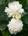 Duke Jasmine Live Plant, White Flower Blooms 4-6 Inch Tall