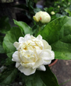 Duke Jasmine Live Plant, White Flower Blooms 4-6 Inch Tall