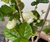 Duke Jasmine Live Plant, White Flower Blooms 4-6 Inch Tall