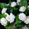 Duke Jasmine Live Plant, White Flower Blooms 4-6 Inch Tall
