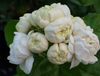 Duke Jasmine Live Plant, White Flower Blooms 4-6 Inch Tall