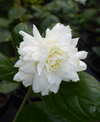 Duke Jasmine Live Plant, White Flower Blooms 4-6 Inch Tall