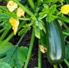 Green Zuchini Live Plant, Green Squash Zucchini Plants 3 to 5 Inc Tall in 4" Pot
