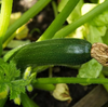 Green Zuchini Live Plant, Green Squash Zucchini Plants 3 to 5 Inc Tall in 4" Pot