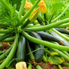 Green Zuchini Live Plant, Green Squash Zucchini Plants 3 to 5 Inc Tall in 4" Pot