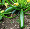 Green Zuchini Live Plant, Green Squash Zucchini Plants 3 to 5 Inc Tall in 4" Pot