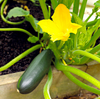 Green Zuchini Live Plant, Green Squash Zucchini Plants 3 to 5 Inc Tall in 4" Pot