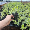 Confederate Star Jasmine Plant Fragrant White Jasmine 4-6 Inch Tall