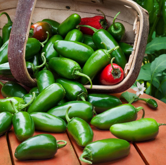 Jalapeno Pepper Plants Live 4–6 Inch Tall in 4” Pot, Hot Green Chili Pepper Plant