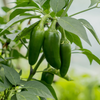 Jalapeno Pepper Plants Live 4–6 Inch Tall in 4” Pot, Hot Green Chili Pepper Plant