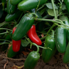 Jalapeno Pepper Plants Live 4–6 Inch Tall in 4” Pot, Hot Green Chili Pepper Plant