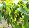 Jalapeno Pepper Plants Live 4–6 Inch Tall in 4” Pot, Hot Green Chili Pepper Plant