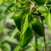 Jalapeno Pepper Plants Live 4–6 Inch Tall in 4” Pot, Hot Green Chili Pepper Plant