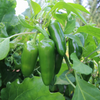 Jalapeno Pepper Plants Live 4–6 Inch Tall in 4” Pot, Hot Green Chili Pepper Plant