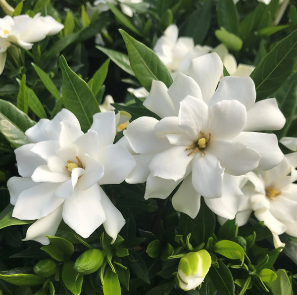 Frostproof Cape Jasmine Live Plant, Fragrant Gardenia Flowering Shrub, 4–7 Inch Tall