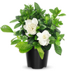 Frostproof Cape Jasmine Live Plant, Fragrant Gardenia Flowering Shrub, 4–7 Inch Tall