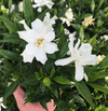 Frostproof Cape Jasmine Live Plant, Fragrant Gardenia Flowering Shrub, 4–7 Inch Tall