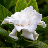Frostproof Cape Jasmine Live Plant, Fragrant Gardenia Flowering Shrub, 4–7 Inch Tall
